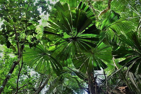 Daintree - Cape Tribulation & Atherton Tablelands Tours From Port Douglas - Holiday Sunshine Coast 22
