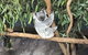 Lone Pine Koala Sanctuary Admission With Brisbane River Cruise - thumb 21