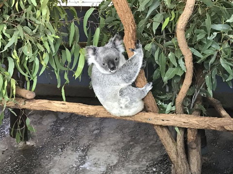 Lone Pine Koala Sanctuary Admission With Brisbane River Cruise - Sunshine Coast Tourism 21