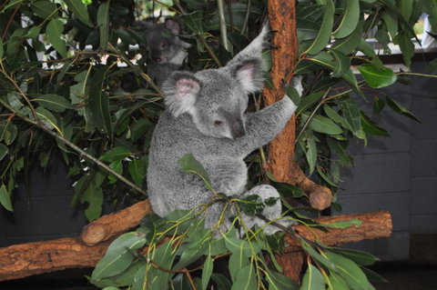 Lone Pine Koala Sanctuary Admission With Brisbane River Cruise - Sunshine Coast Tourism 6