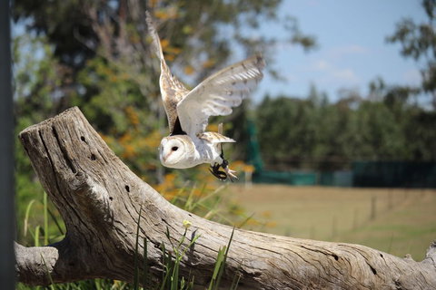 Lone Pine Koala Sanctuary Admission With Brisbane River Cruise - Sunshine Coast Tourism 25