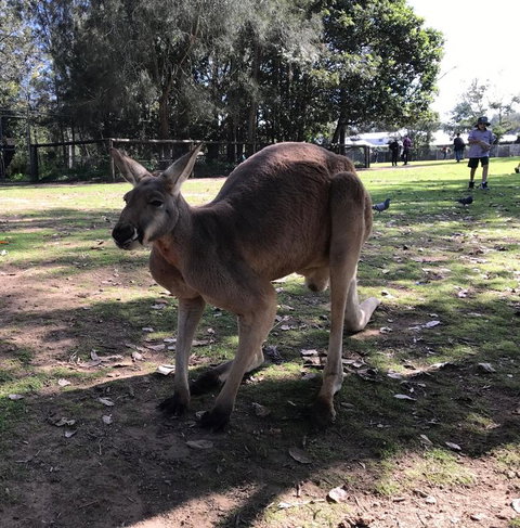Lone Pine Koala Sanctuary Admission With Brisbane River Cruise - Sunshine Coast Tourism 15