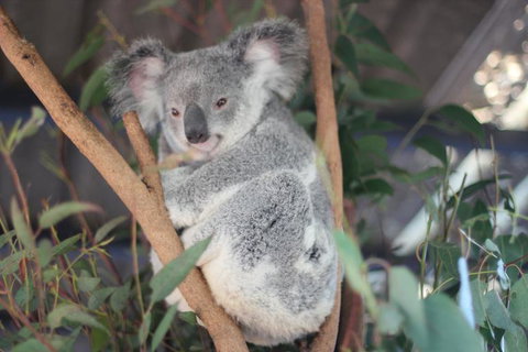 Lone Pine Koala Sanctuary Admission With Brisbane River Cruise - Sunshine Coast Tourism 9