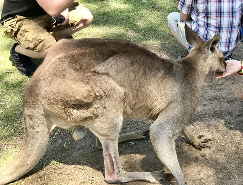 Lone Pine Koala Sanctuary Admission With Brisbane River Cruise - Sunshine Coast Tourism 19