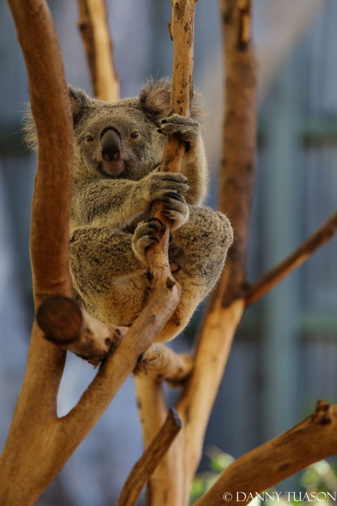 Lone Pine Koala Sanctuary Admission With Brisbane River Cruise - Sunshine Coast Tourism 24