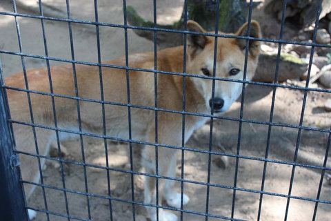 Lone Pine Koala Sanctuary Admission With Brisbane River Cruise - Sunshine Coast Tourism 10