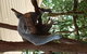 Lone Pine Koala Sanctuary Admission With Brisbane River Cruise - thumb 2