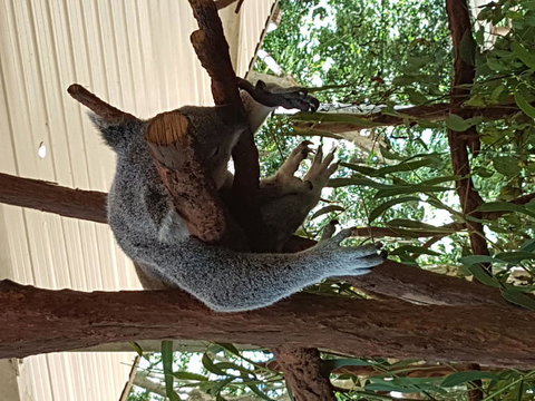 Lone Pine Koala Sanctuary Admission With Brisbane River Cruise - Sunshine Coast Tourism 2