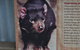 Lone Pine Koala Sanctuary Admission With Brisbane River Cruise - thumb 4