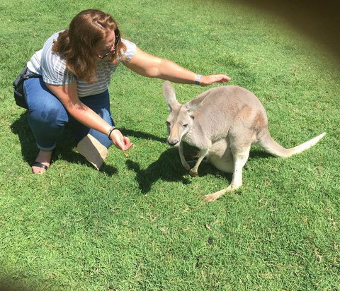 Lone Pine Koala Sanctuary Admission With Brisbane River Cruise - Sunshine Coast Tourism 13