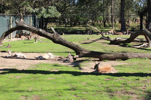 Lone Pine Koala Sanctuary Admission With Brisbane River Cruise - Sunshine Coast Tourism 12