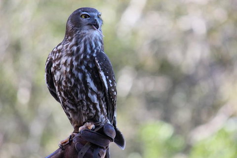 Lone Pine Koala Sanctuary Admission With Brisbane River Cruise - Sunshine Coast Tourism 11