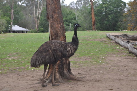 Lone Pine Koala Sanctuary Admission With Brisbane River Cruise - Sunshine Coast Tourism 5