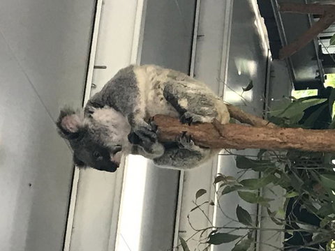Lone Pine Koala Sanctuary Admission With Brisbane River Cruise - Sunshine Coast Tourism 20