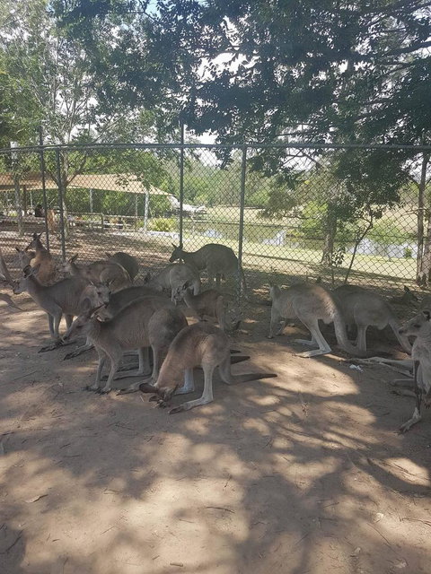 Lone Pine Koala Sanctuary Admission With Brisbane River Cruise - Sunshine Coast Tourism 18
