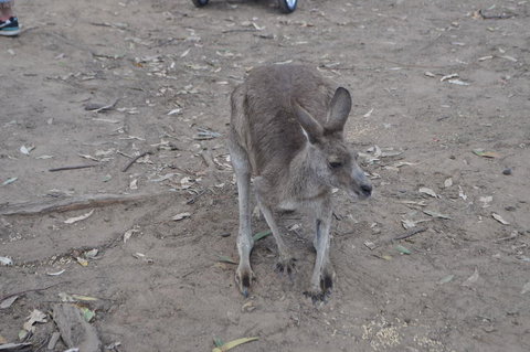Lone Pine Koala Sanctuary Admission With Brisbane River Cruise - Sunshine Coast Tourism 3