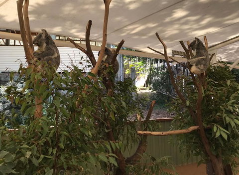 Lone Pine Koala Sanctuary Admission With Brisbane River Cruise - Sunshine Coast Tourism 16