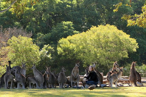 Lone Pine Koala Sanctuary Admission With Brisbane River Cruise - Sunshine Coast Tourism 27