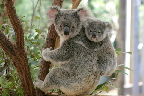 Lone Pine Koala Sanctuary Admission With Brisbane River Cruise - Sunshine Coast Tourism 28