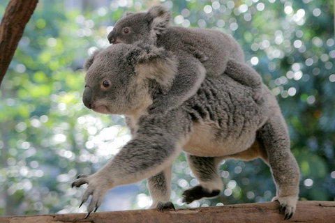 Lone Pine Koala Sanctuary Admission With Brisbane River Cruise - Sunshine Coast Tourism 30