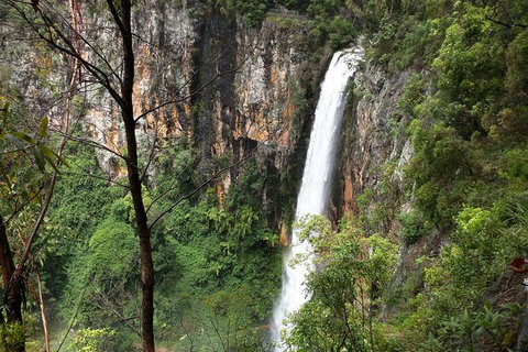 World Heritage Springbrook National Park Tour Including Natural Bridge - Sunshine Coast Tourism 1