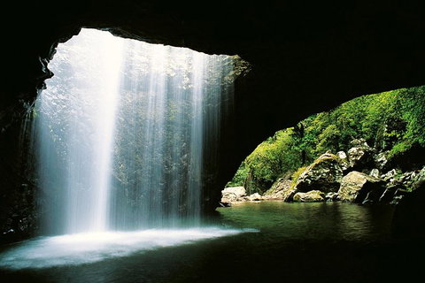 World Heritage Springbrook National Park Tour Including Natural Bridge - Sunshine Coast Tourism 2