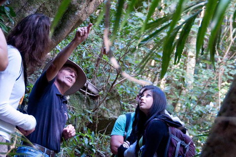 World Heritage Springbrook National Park Tour Including Natural Bridge - Sunshine Coast Tourism 7