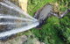 World Heritage Springbrook National Park Tour Including Natural Bridge - thumb 6