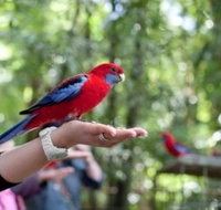 Springbrook and Tamborine Rainforest Glow Worm Tour - Sunshine Coast Tourism