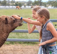 Camel Farm Deluxe Experience - Sunshine Coast Tourism