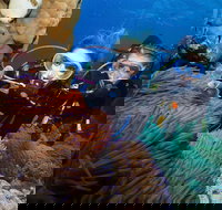 Quicksilver Dive 4 Day PADI Learn to Dive Course