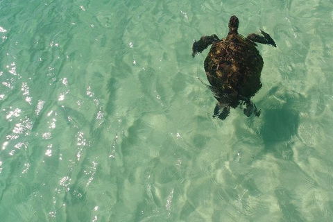 Eco Marine Safari - Boom Netting & Snorkeling Moreton Island - Fortitude Valley - Holiday Sunshine Coast 5