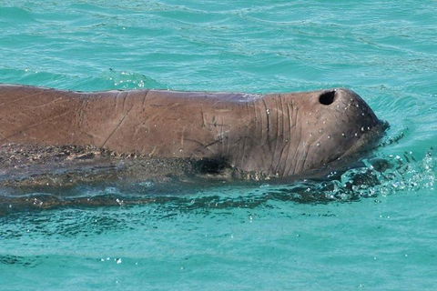 Eco Marine Safari - Boom Netting & Snorkeling Moreton Island - Fortitude Valley - Holiday Sunshine Coast 7