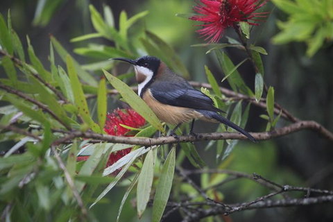 Small-Group 4WD Lamington National Park Day Trip From Brisbane - Sunshine Coast Tourism 4