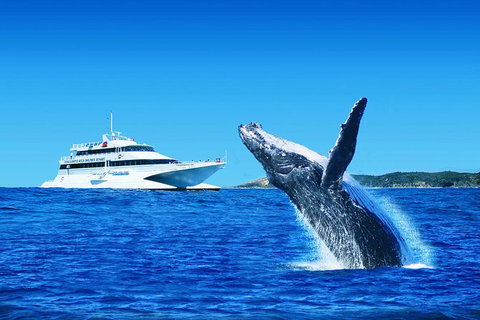 Tangalooma Island Resort Dolphin Viewing Day Cruise With Whale Watching - Sunshine Coast Tourism 0