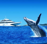 Tangalooma Island Resort Premium Dolphin Feeding Day Cruise with Whale Watching - Sunshine Coast Tourism