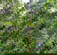 Cape Tribulation and Jungle Surfing Adventure Day from Port Douglas