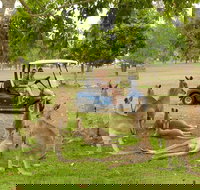 Small-Group Wildlife and Rainforest Tour from Port Douglas