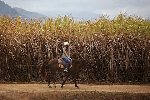 Blazing Saddles Horse Riding - Holiday Sunshine Coast 10