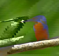 Daintree River Dawn Cruise