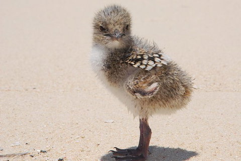 Ocean Spirit Michaelmas Cay Dive And Snorkel Cruise From Palm Cove - Sunshine Coast Tourism 6