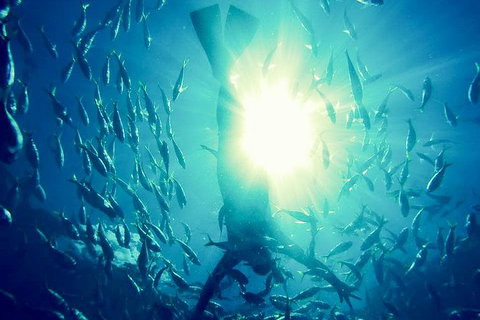 2-Day Whitsundays Sailing Adventure: SV Whitehaven - Holiday Sunshine Coast 9