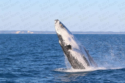 Hervey Bay Whale Watching Cruise - Holiday Sunshine Coast 2
