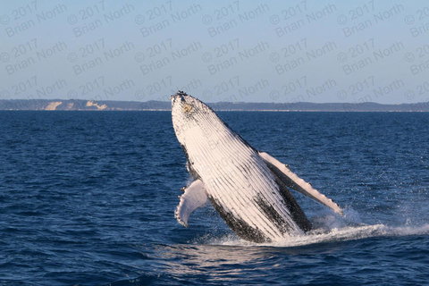 Hervey Bay Whale Watching Cruise - Holiday Sunshine Coast 3
