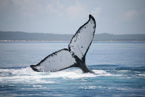 Hervey Bay Whale Watching Cruise - Holiday Sunshine Coast 1