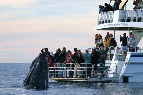 Hervey Bay Whale Watching Cruise - Holiday Sunshine Coast 4