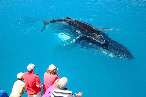 Hervey Bay Whale Watching Cruise - Holiday Sunshine Coast 5