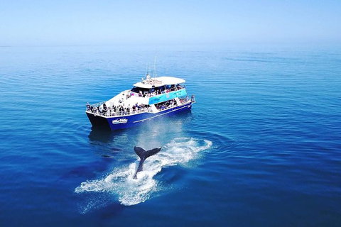 Hervey Bay Whale Watching Cruise - Holiday Sunshine Coast 10