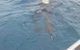 Great Barrier Reef Cruise From Townsville Or Magnetic Island - thumb 4