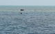 Great Barrier Reef Cruise From Townsville Or Magnetic Island - thumb 2